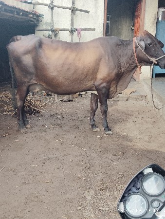 આ ગાય વેચવાની છે