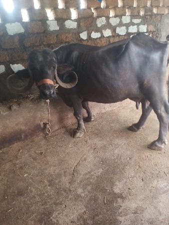 ભેંશ વેચવાની છે