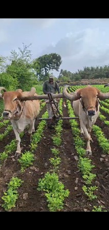 બરધ વેશવાના છે