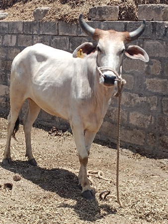 દેવભૂમિ દ્વારકા જિલ્લાના ખંભાળિયા