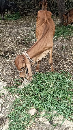 gir vasdi veshvani se