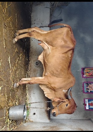 ગીર ગાય સાવ સોજી