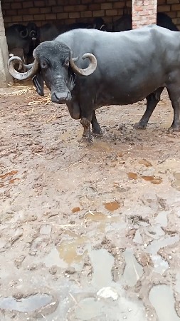 ભેસ