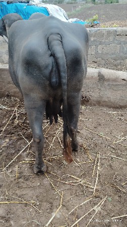 ભેસ વેચવાની