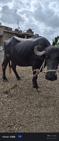 ભેંસ વેચવાની છે