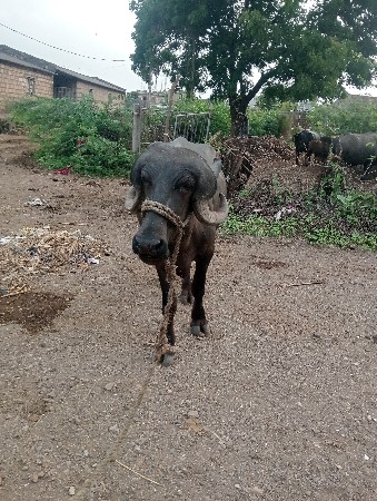 પાડો
