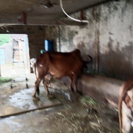 ૪ ગાય વેચવાની છે