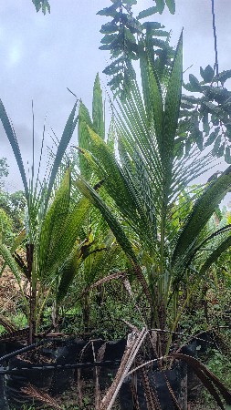 લોટન નાળિયેરી નો રોપ