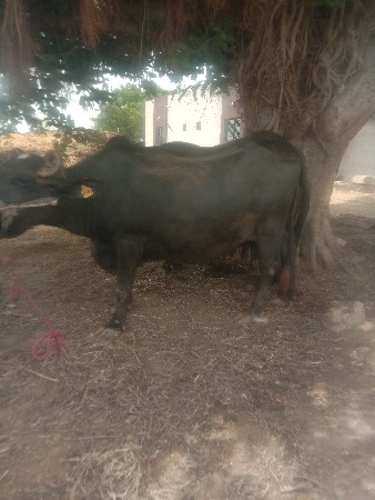 બની ભેંસ વેચવાની છે