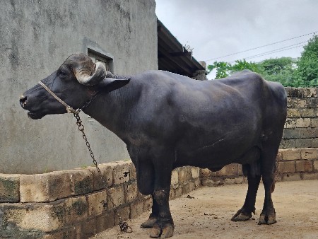 ભેંસ વેચવાની છે બીજુ વેતર વીયાહે