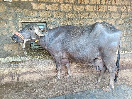લેવી હોય એજ ફોન કરજો