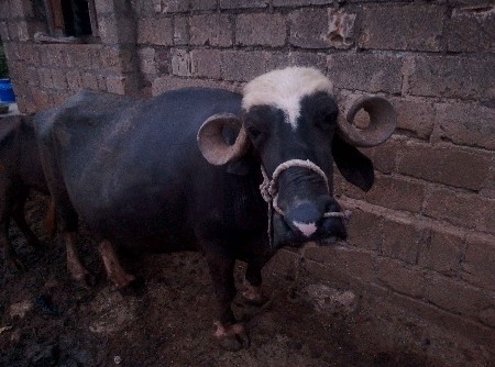 ભેંસ વેચવાની છે