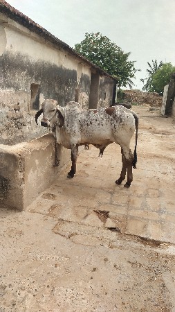 વાછડો
