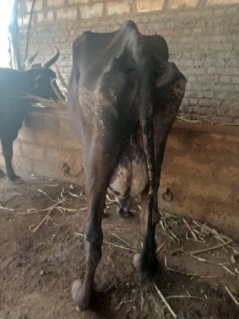 ગાય વેચવાની છે