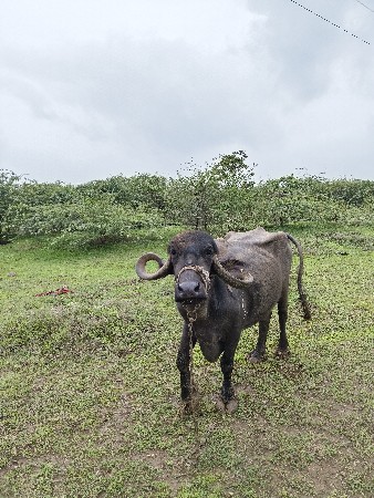 ભેંસ વેચવાની છે