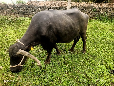 ભેંસ વેચવાની છે