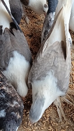 કબૂતર