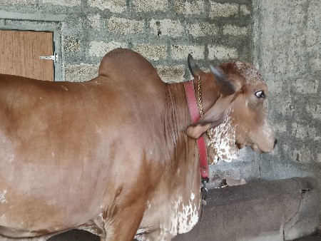 ગીર ગાય વેચવાની છે.