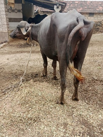 ભેંસ વેચવા ની છે