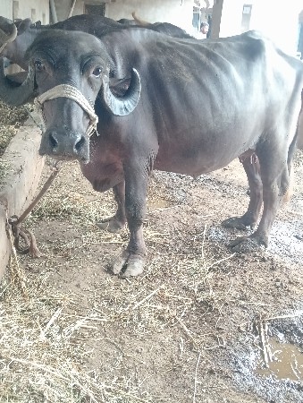 ખડેલી વેચવાની છે