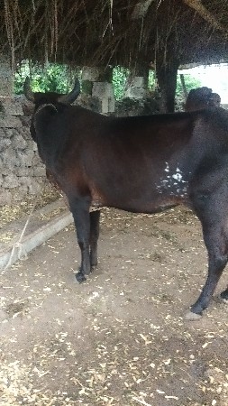 કોર્સ વાસડી વેચવાની સે