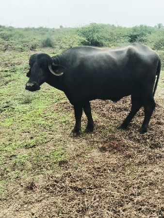 ખડેલું વેચવાનું છે