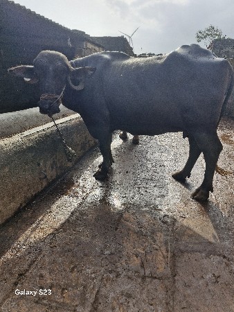 ભેસ