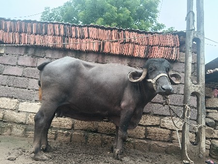 ભેંસ વેચવાની છે