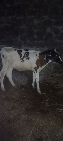 વાસડી વેચવાની છે