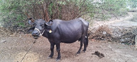 ભેંસ વેચવાની છે