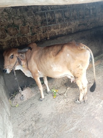 ગાય વેચવા ની છે