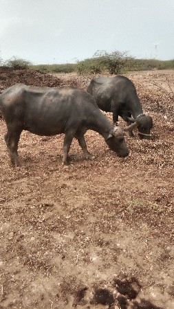 બે પેલું વેતર ખડેલી વેચવાની છે
