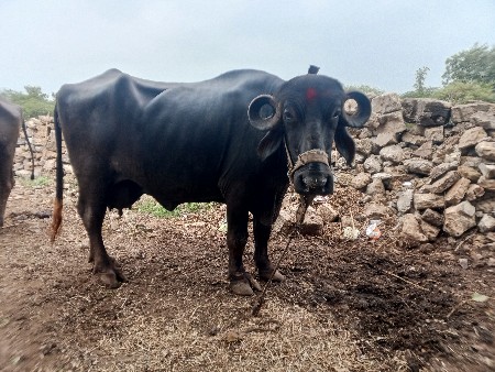 ભેંસ વેચવાની છે
