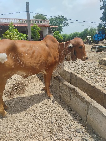 ગાય વેચવાની છે
