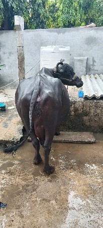 ભેંસ વેશવાની છે