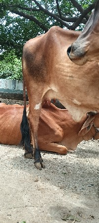 ગાય વેચવાની છે