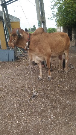 આ ગાય વેચવાની છે