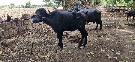 2.5 ખાંડેલી