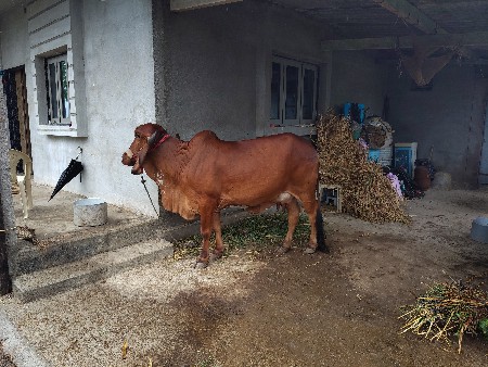 ગાય