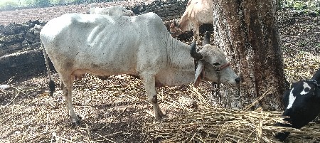 બીજુ વેતર દેશી ગાય