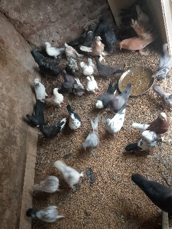 કબુતર. વેચવાના સે35નંગસે.