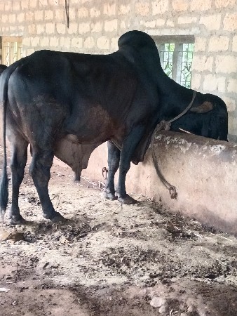 original gir khut vesvano se