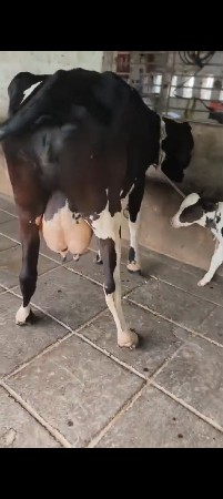 ગાય વેચવાની છે