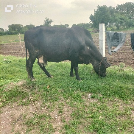 ગાય વેચવાની