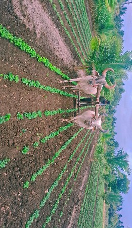 godhala veshavana
