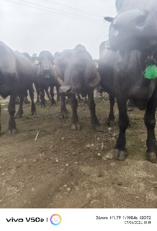 પાડો