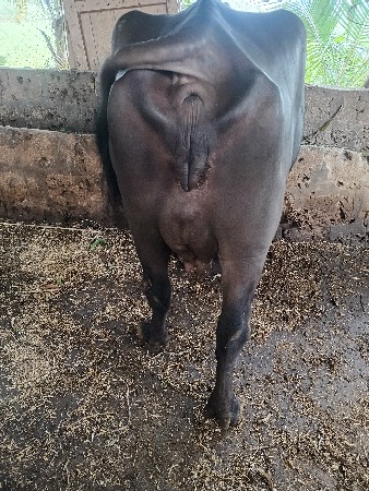 ભેસ વેચવાની છે 25 દિવસ ની વાણયલ છે