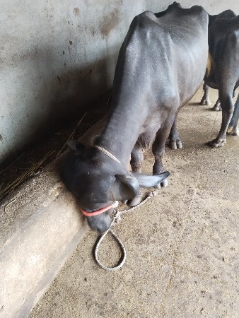 ખરેલી વેચવાની છે ગાભણી