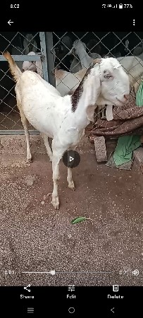 આ બકરીવેચવાની છે સોજત ગુલાબી ગાભણ