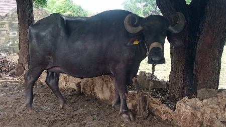 ભેંસ વેચવાની છે